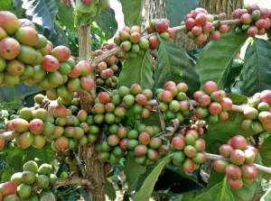 Effects of humic acid on fruit trees.