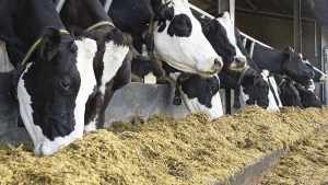 Sodium humate uses in feed additive for livestock.