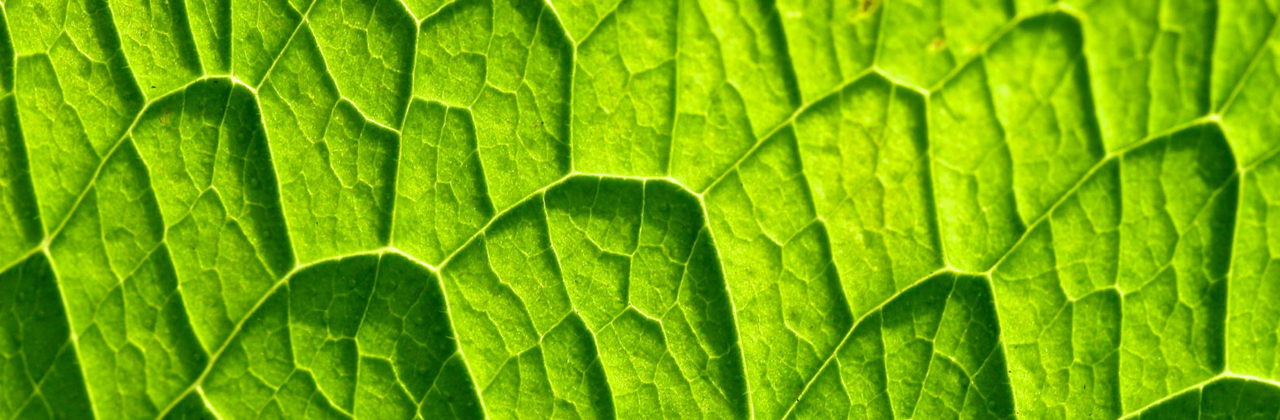 Humic fulvic acid benefits on photosynthesis, respiration and enzyme activity