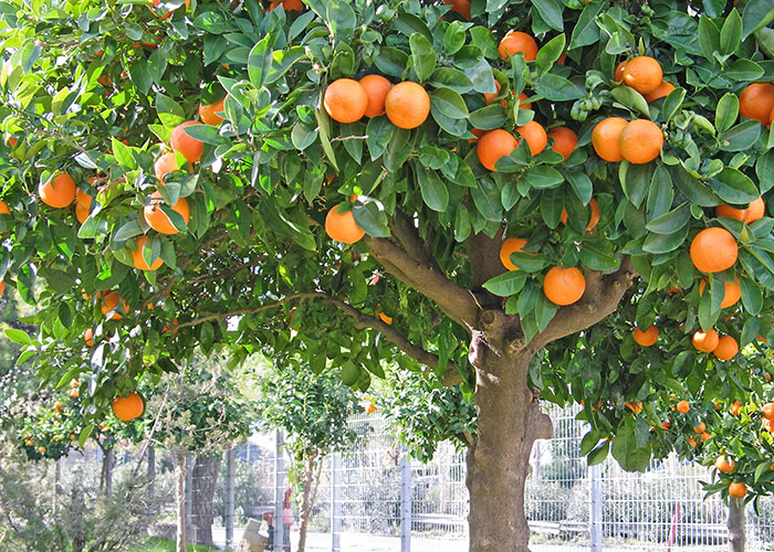 Application of granular humic acid on fruit tree.