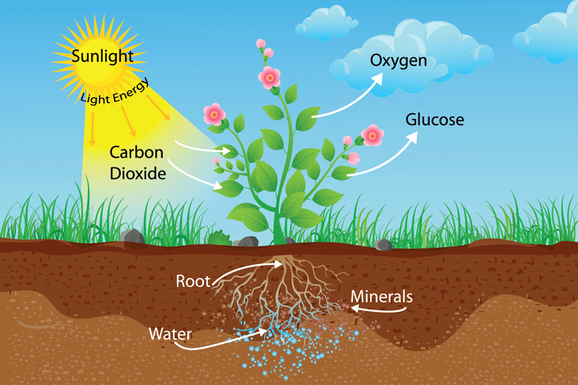 humic acid for agriculture use
