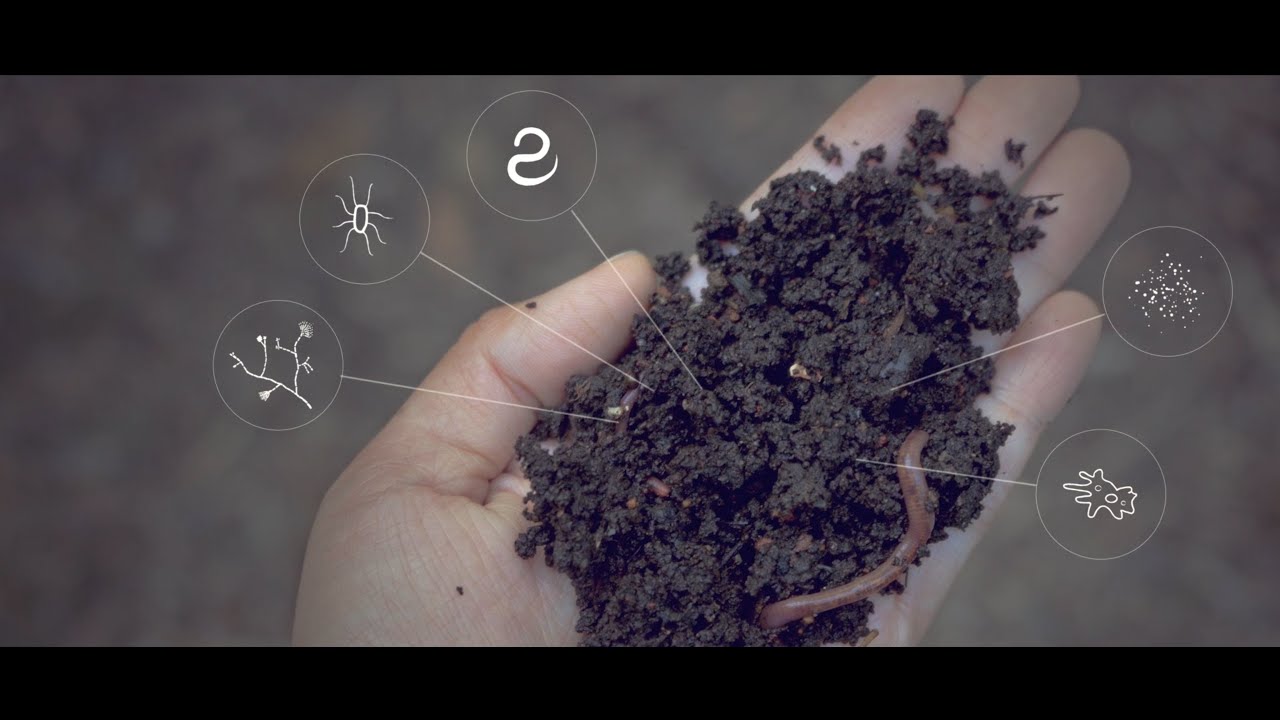 How does potassium humate adjust the soil ph?