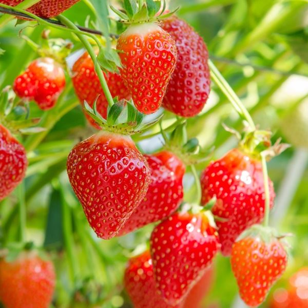 Effect of humic acid and biological fertilizer on strawberry.