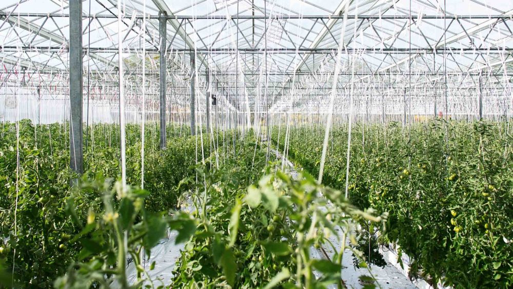 how to choose water soluble fertilizer in greenhouse