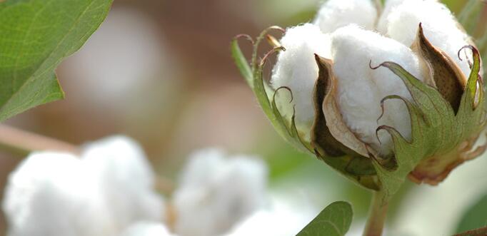 potassium humate uses in agriculture - Fulvic acid has a stimulating effect on the growth and development of cotton.