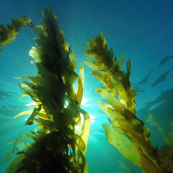seaweed extract benefits for plants