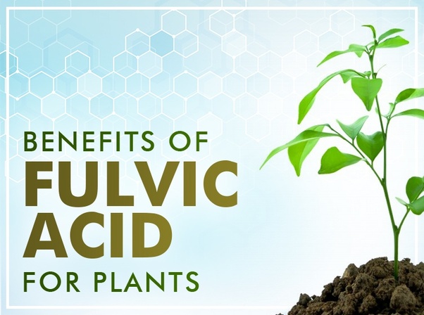 Benefits of fulvic acid for plants
