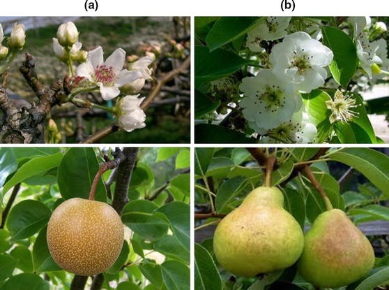 Spraying potassium fulvic acid (Other name: potassium fulvate, potassium humate) 3000-5000 times during the full-bloom period, all improved the fruit setting rate of YUANSHUAI, LUAO,JINGUAN apples and pears to varying degrees. The effect diminishes as the concentration decreases.