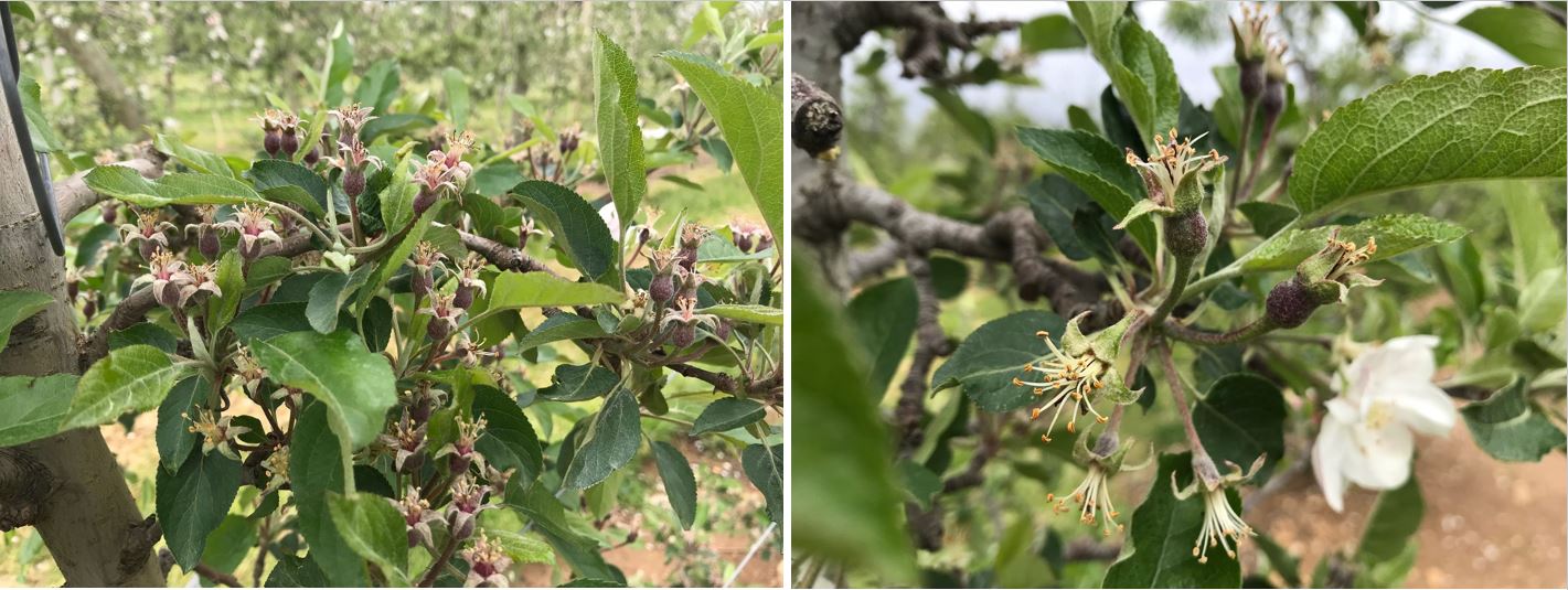 Spraying potassium fulvic acid (Other name: potassium fulvate, potassium humate) 3000-5000 times during the full-bloom period, all improved the fruit setting rate of YUANSHUAI, LUAO,JINGUAN apples and pears to varying degrees. The effect diminishes as the concentration decreases.