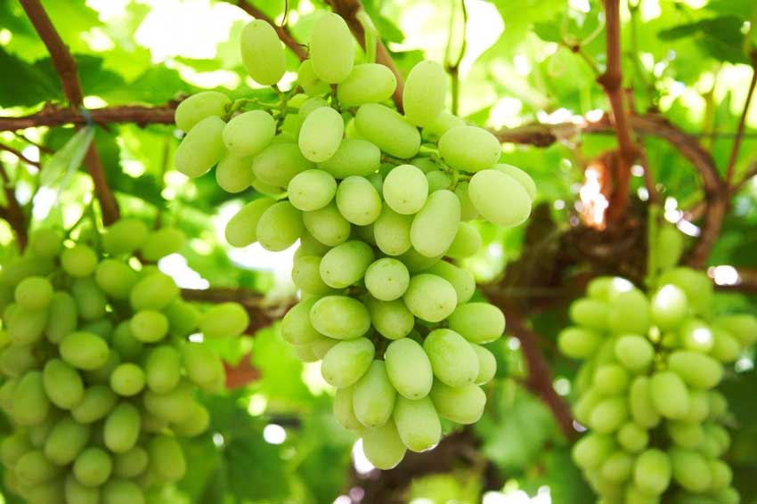 The effect test of potassium humic acid on grape