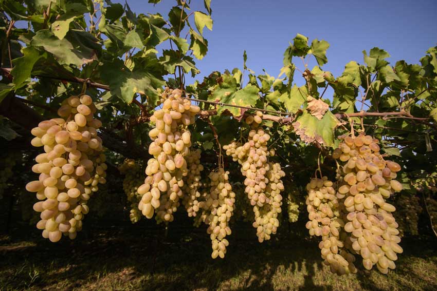 The effect test of potassium humic acid on grape