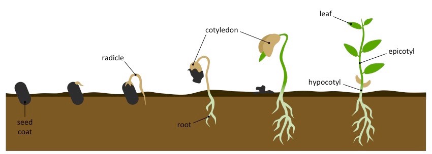 Promote the root germination and growth