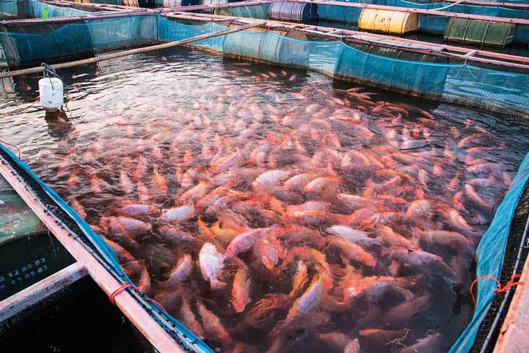 The role of sodium humate in aquaculture: Supply body nutrition and promote body growth