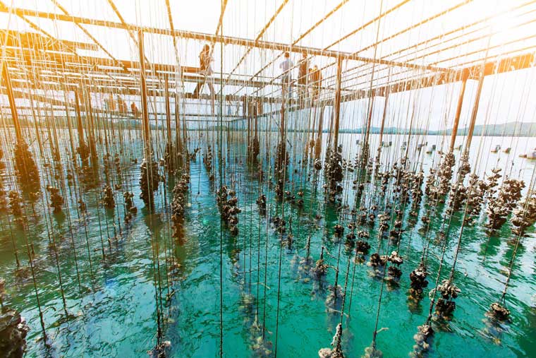 The role of sodium humate in aquaculture: Reduce drug residues and improve aquatic product quality.