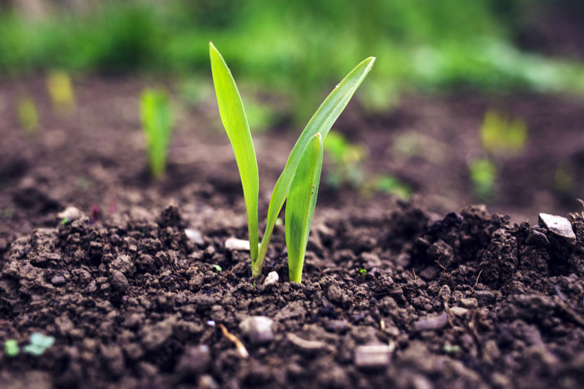 The importance of humic acid for plant growth