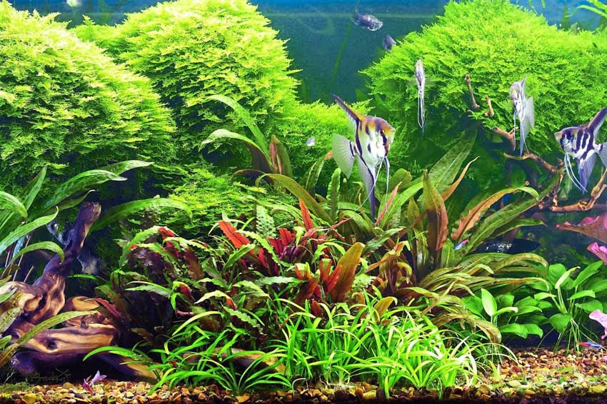 Improved Application of Sodium Humate on ornamental fish and aquatic plants in aquarium