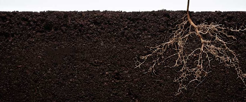 Humate Soil Conditioner, Humic Soil Conditioner