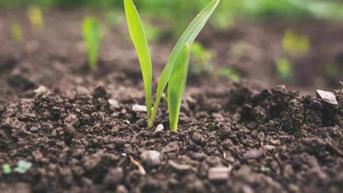 Benefits of Using the Right Humic Acid and Humate Products