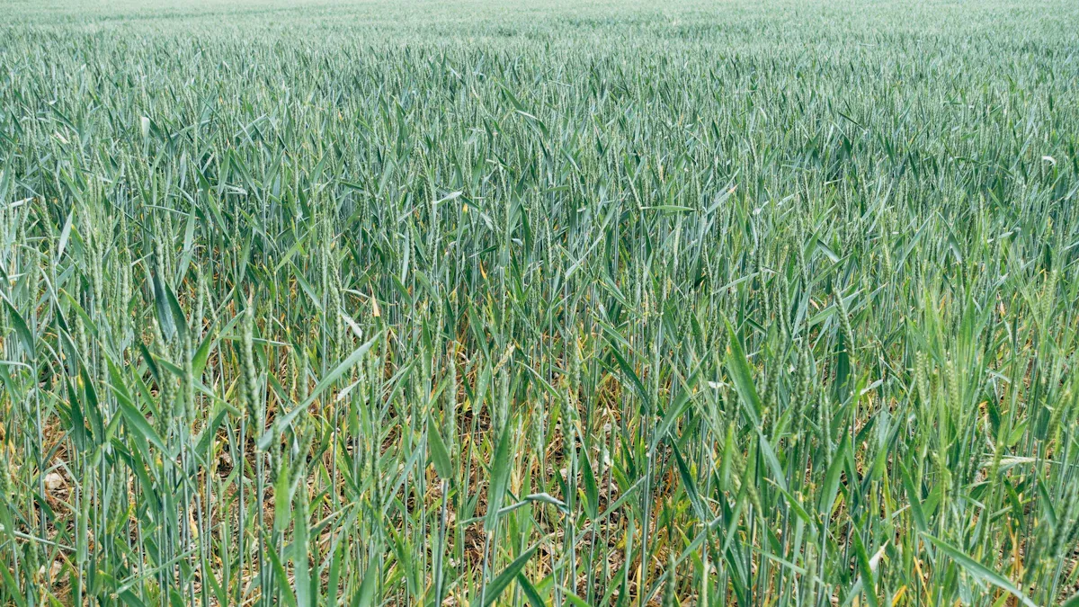Soil Health Benefits