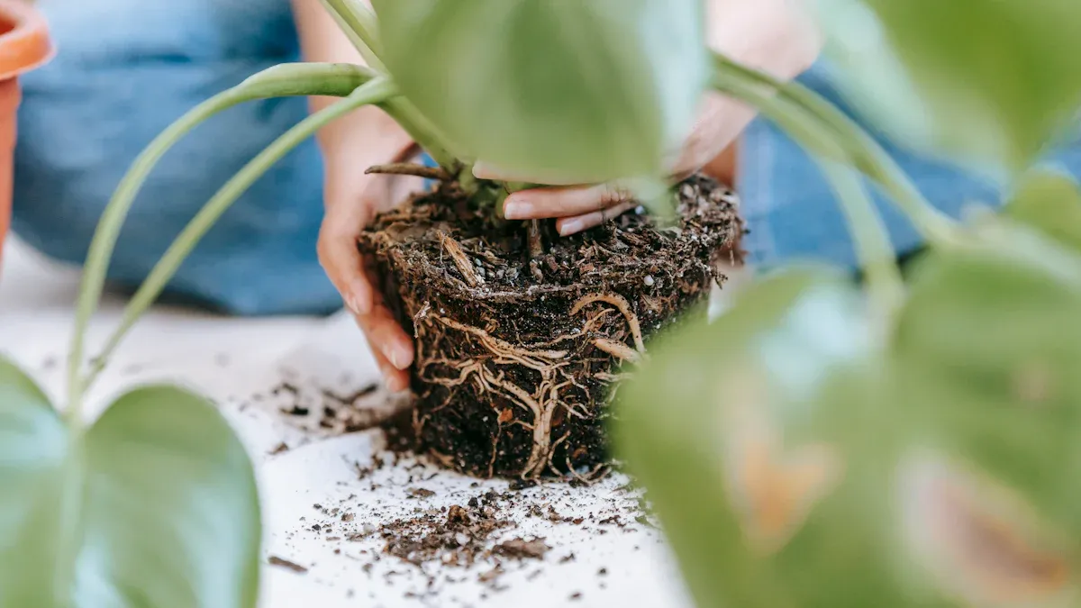 How to Apply Humic Acid for Thriving Plants