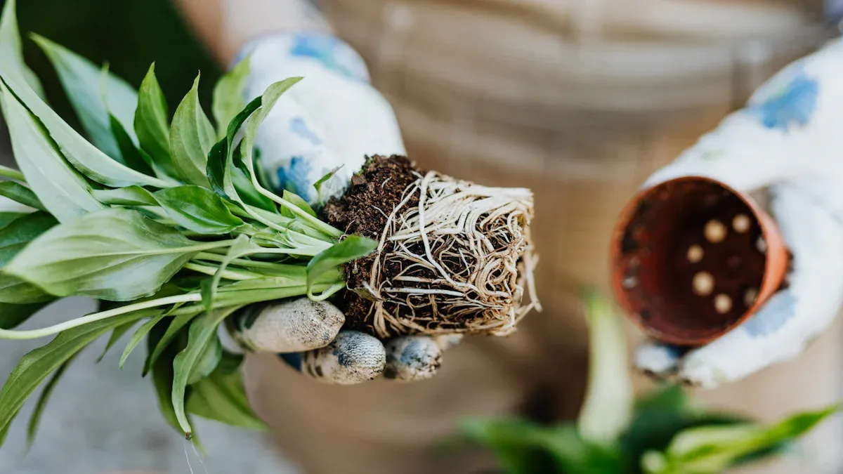 Types of Humic Acid Products