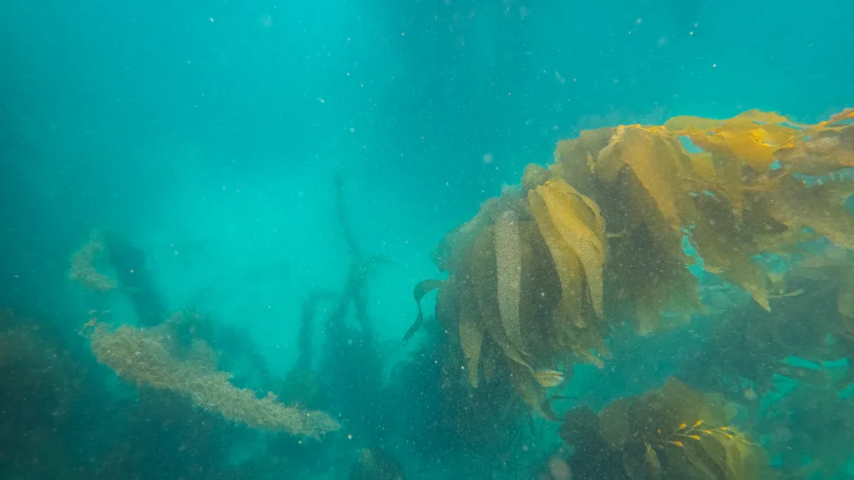 Seaweed Essence Overview